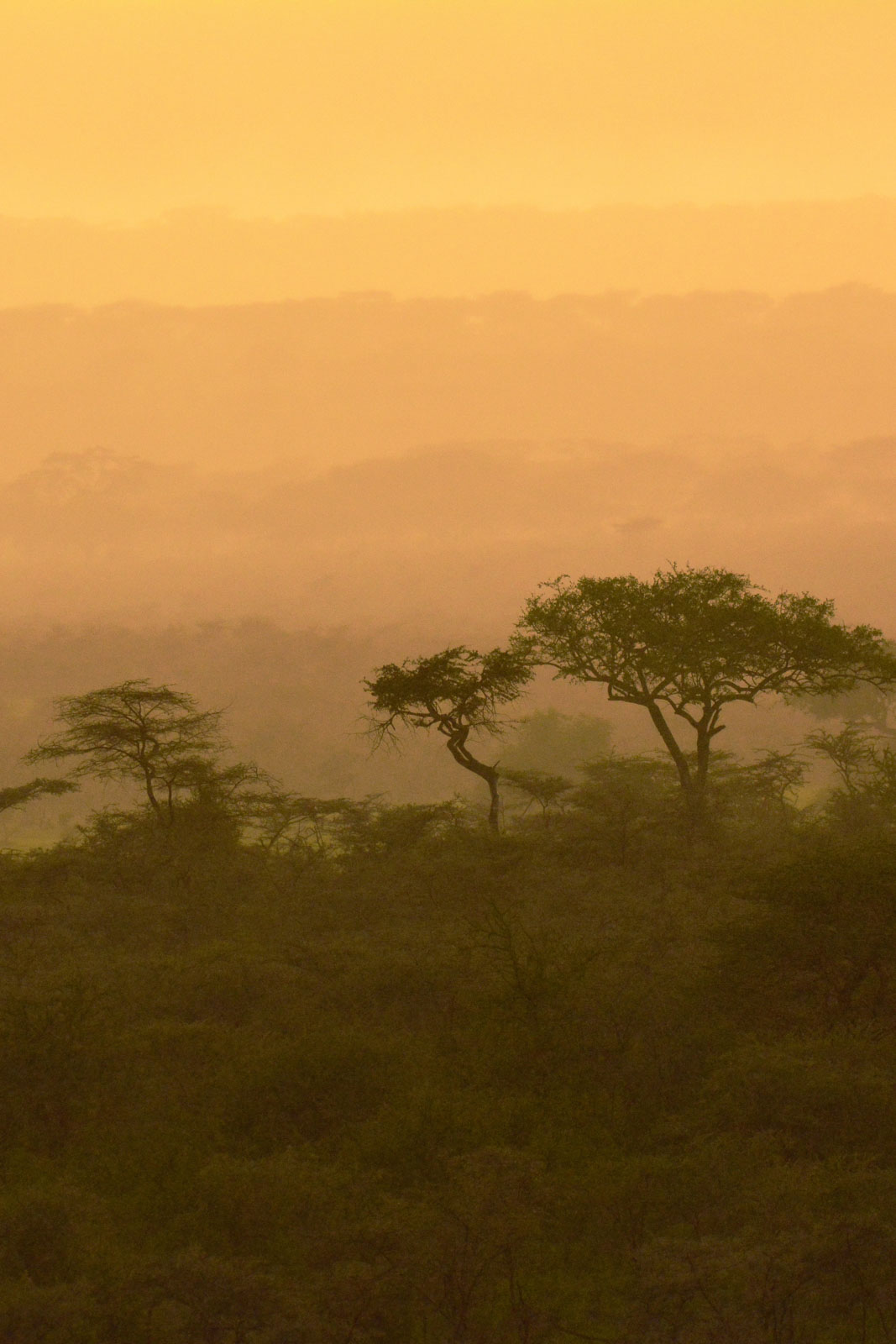 Faire un safari dans le Serengeti © Antoine Lorgnier