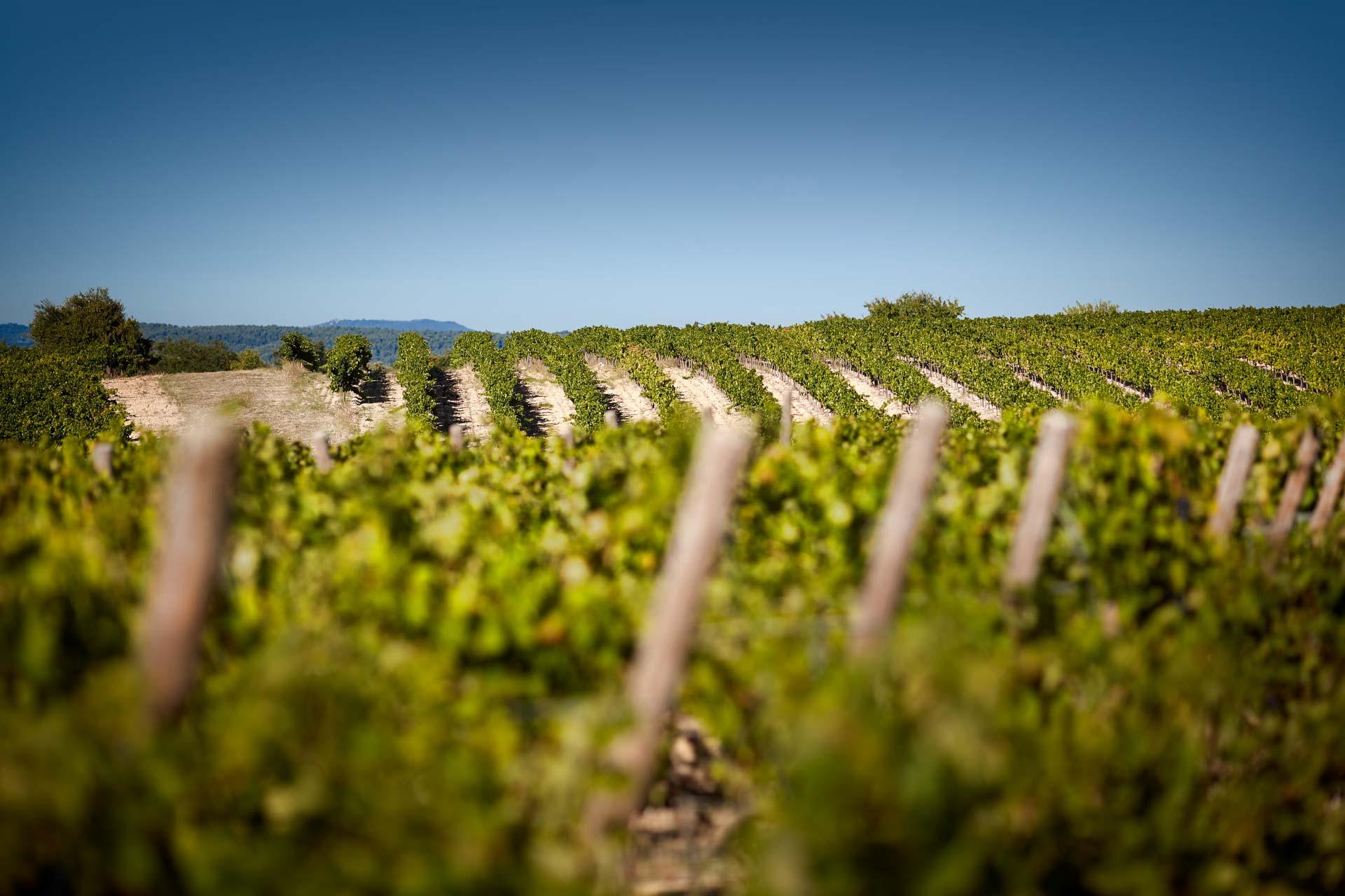 Les vignes du domaine © Serge Chapuis 