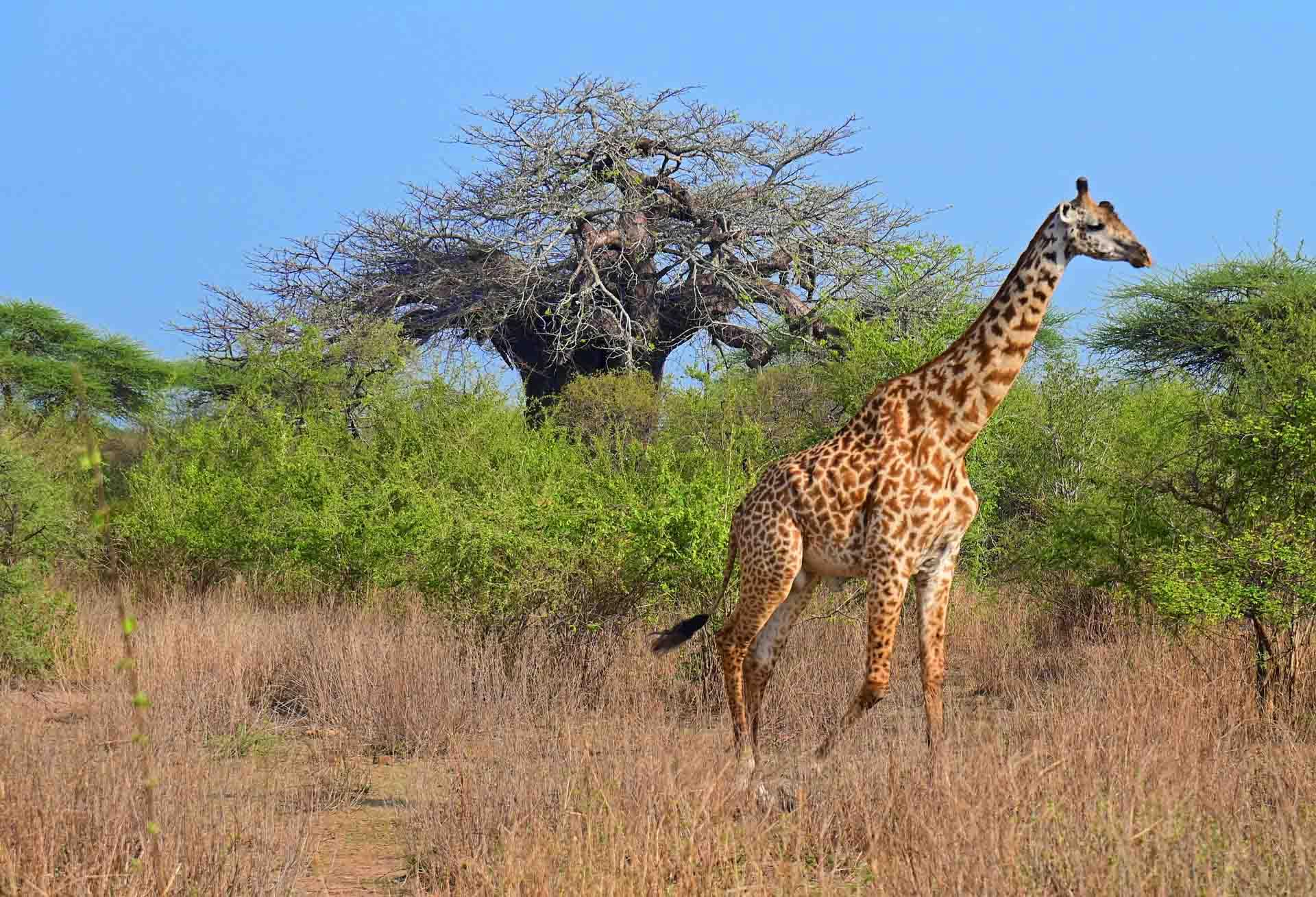 Un safari dans la réserve de Rucha