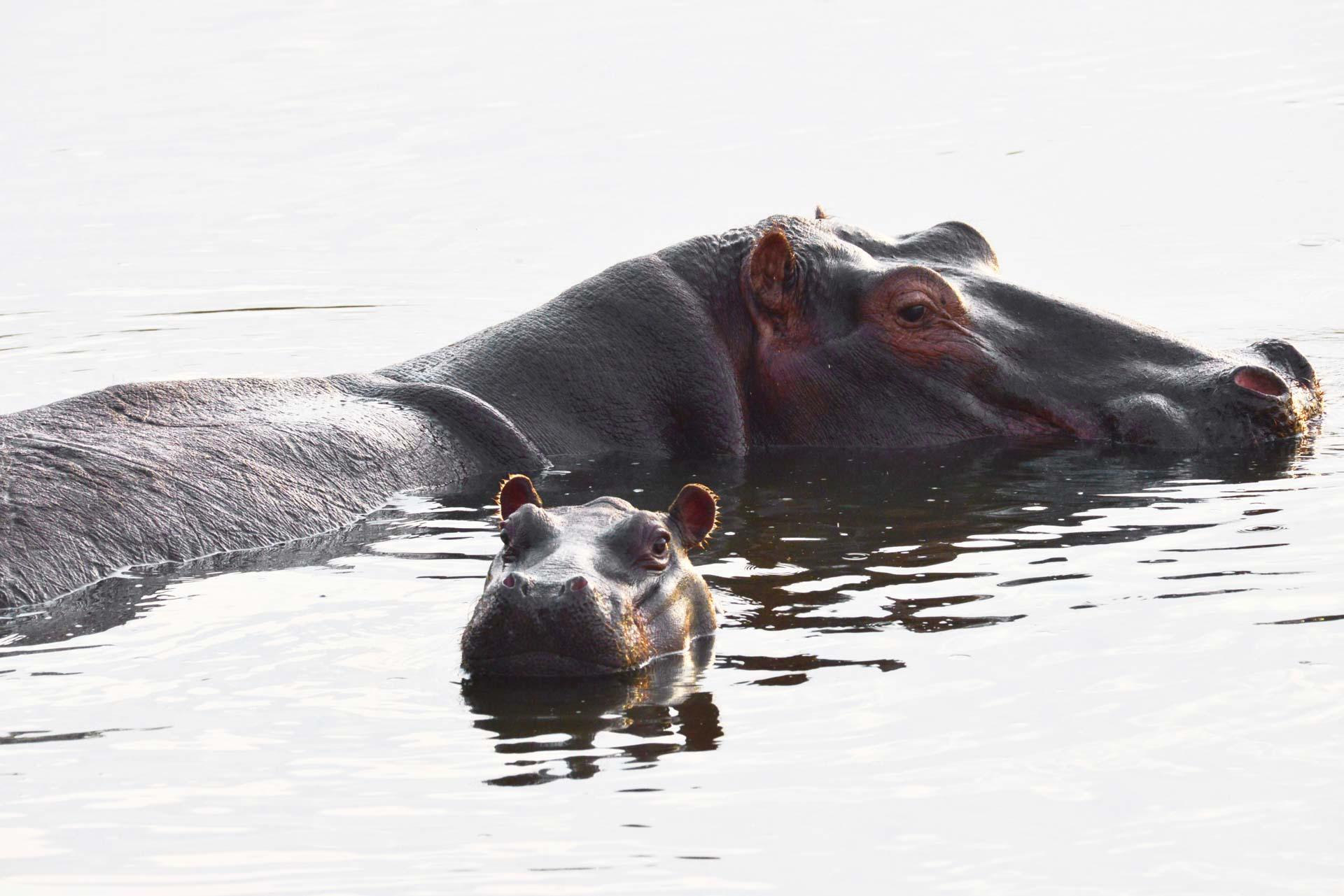 Un safari dans la réserve de Ruaha