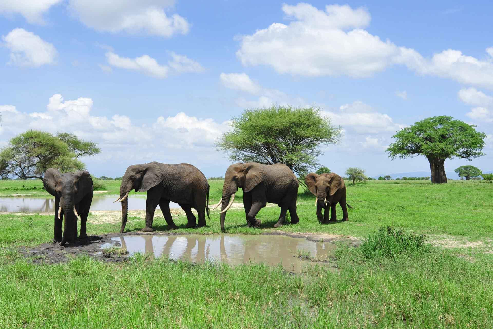 Safari à Tarangire