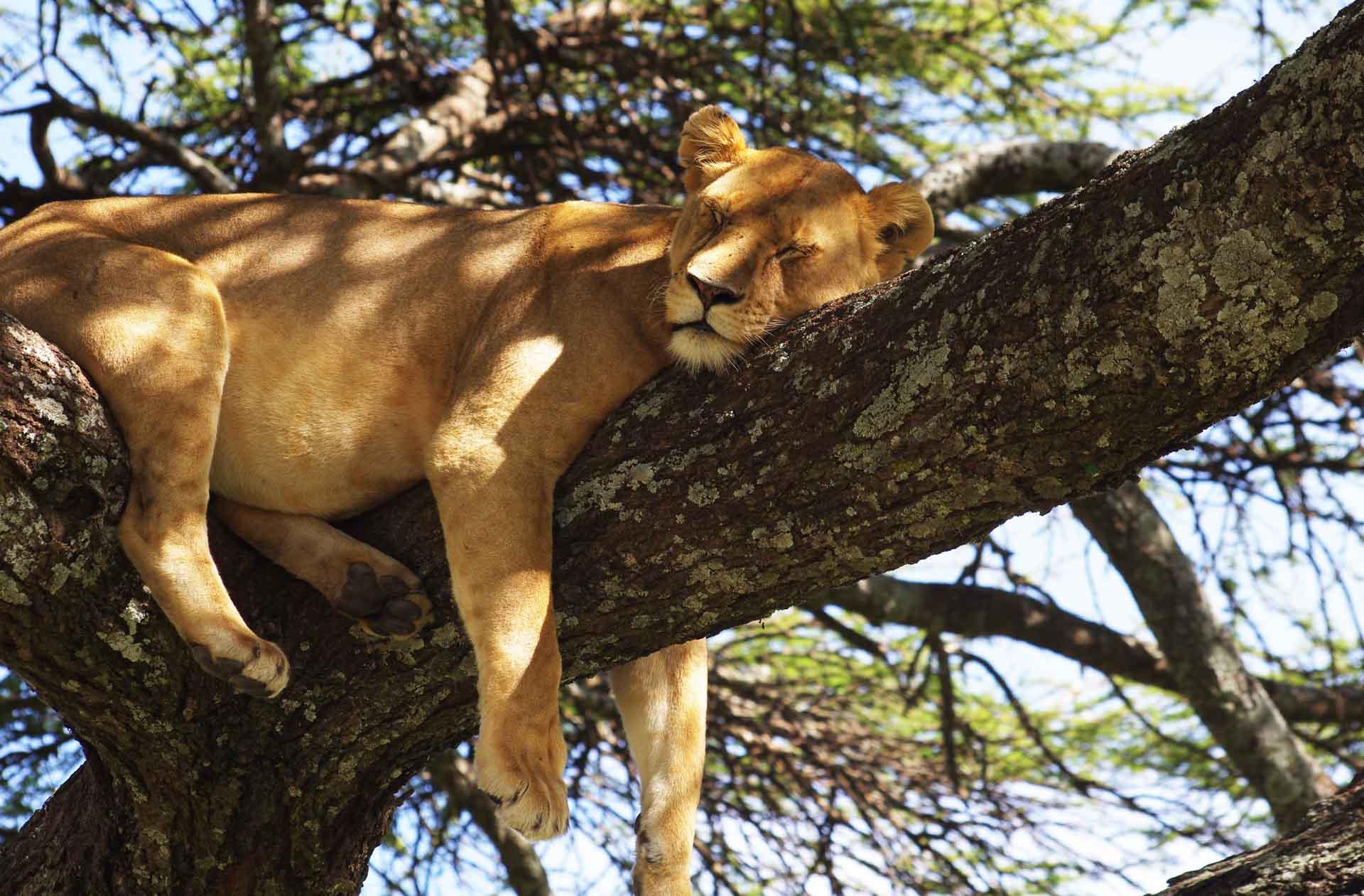 Les lions de Manyara