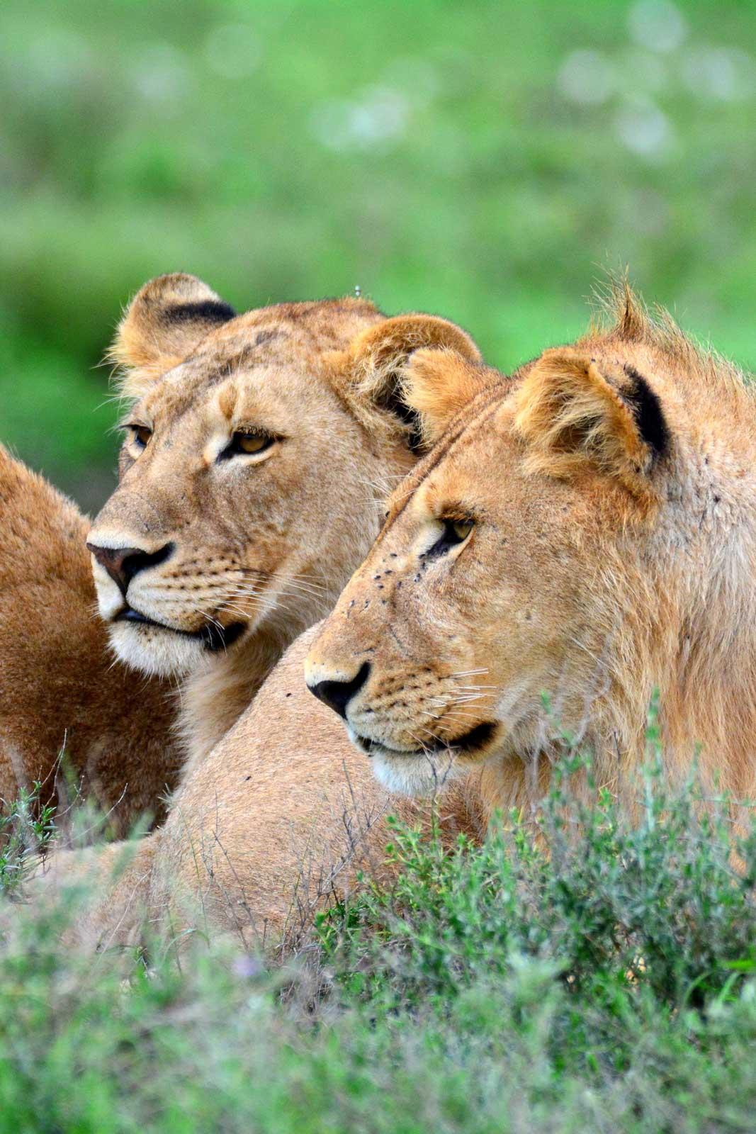 Les lions de Serengeti