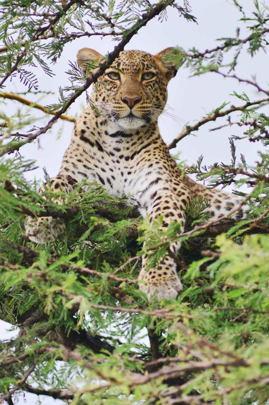 Observer les léopards du Serengeti lors de notre itinéraire en Tanzanie © Antoine Lorgnier