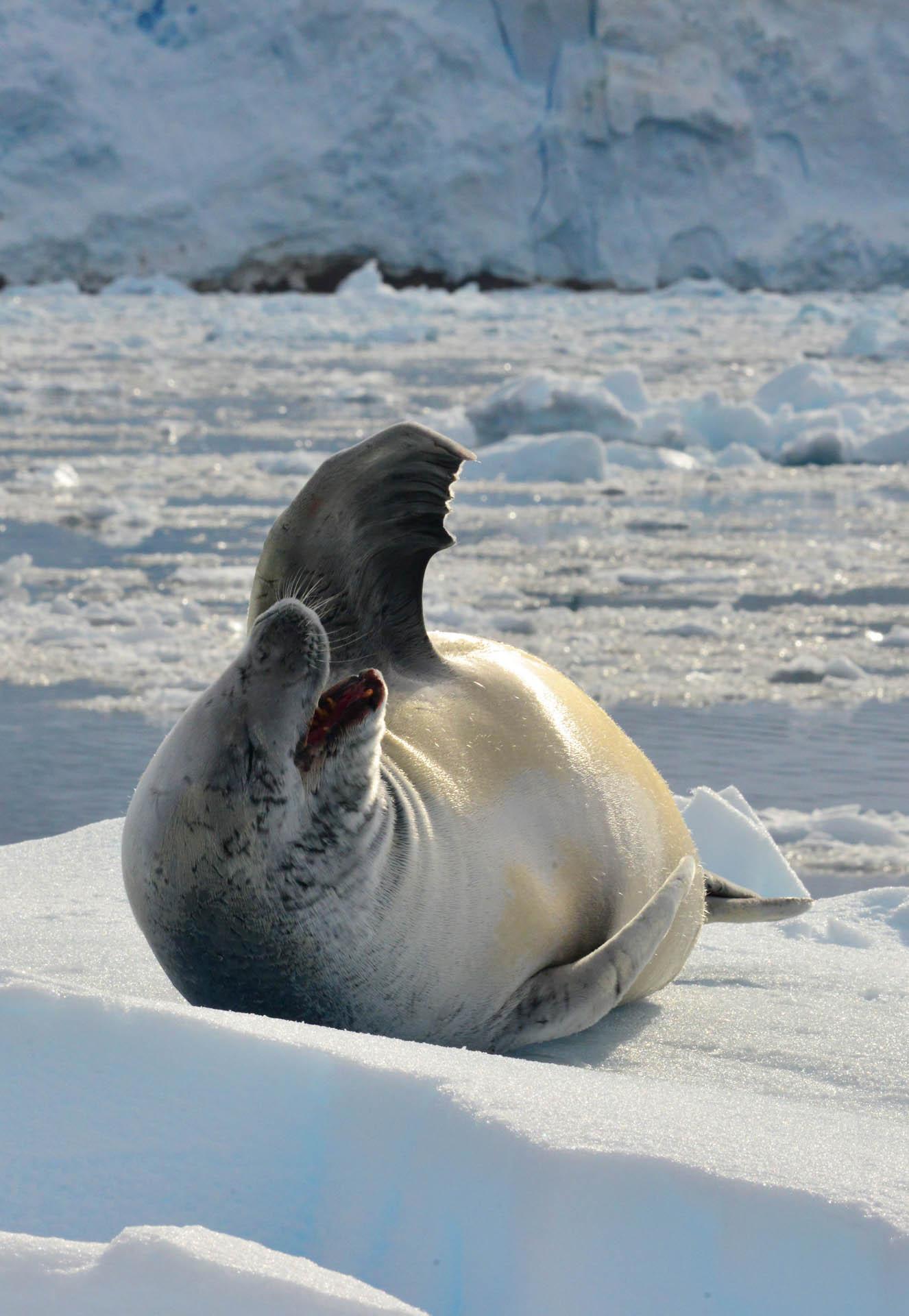 Notre Avis Sur La Croisière "Antarctique" à Bord De L’Exploris One