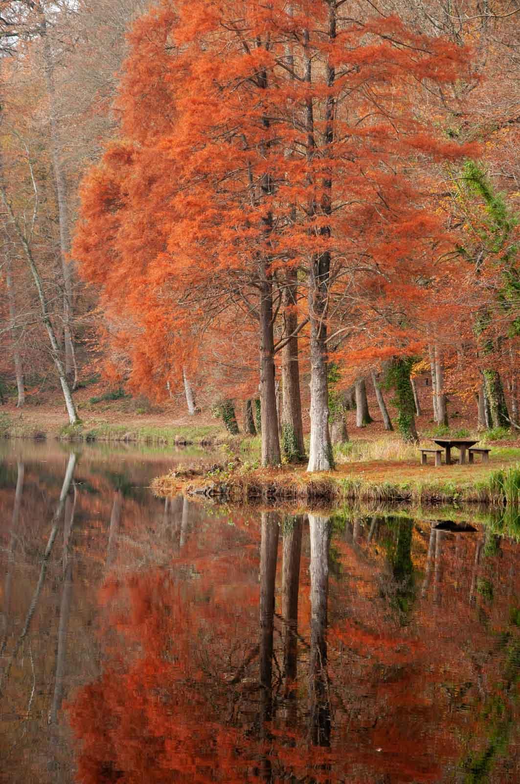 La forêt de Bellême lors d’un week end dans le Perche © David Commenchal