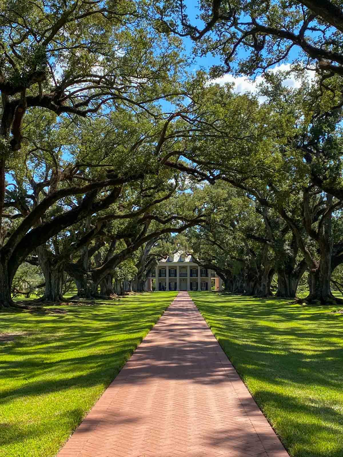 Oak Alley Plantation © Mireille Gignoux