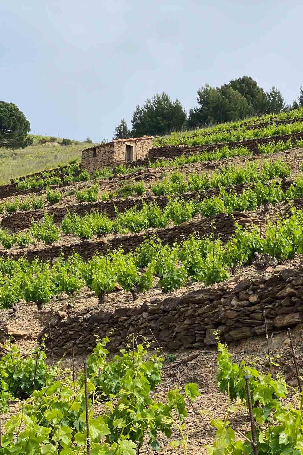 Itinéraire sur la Côte Vermeille - Les vignes de Banyuls