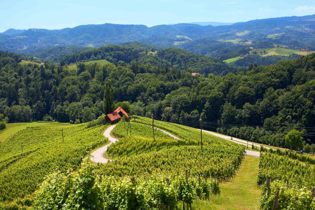 Les vignes de Slovénie © Aljaž Sedovšek