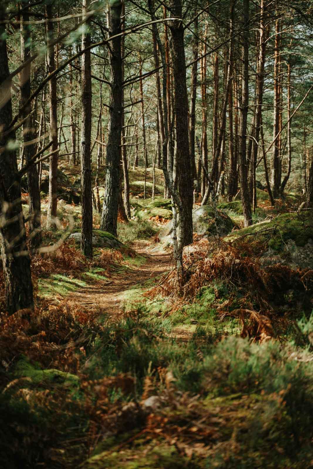 Visiter Fontainebleau et sa forêt