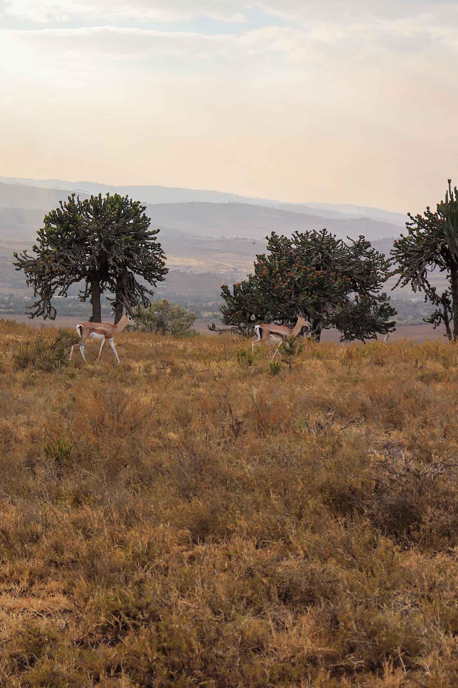 Gazelles © PG