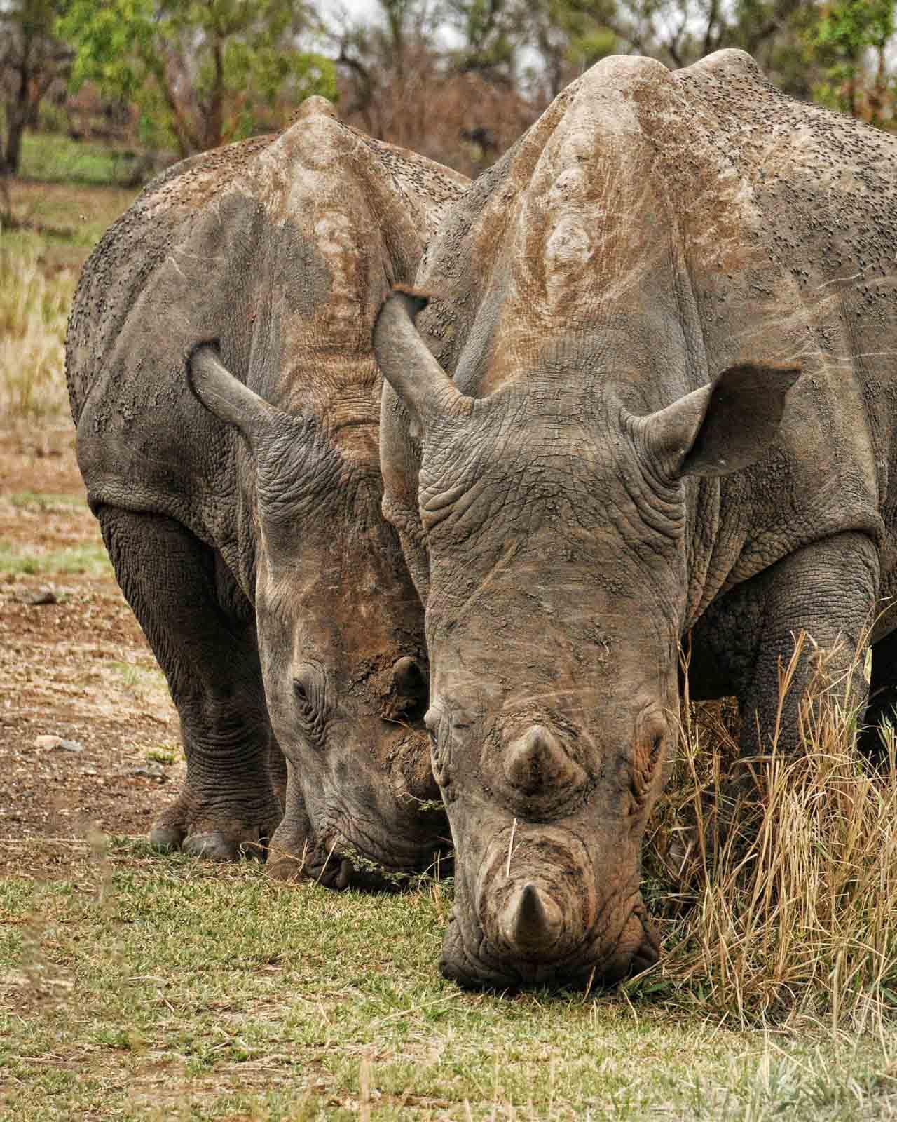 Un safari en Zambie ne peut se passer de rhinos