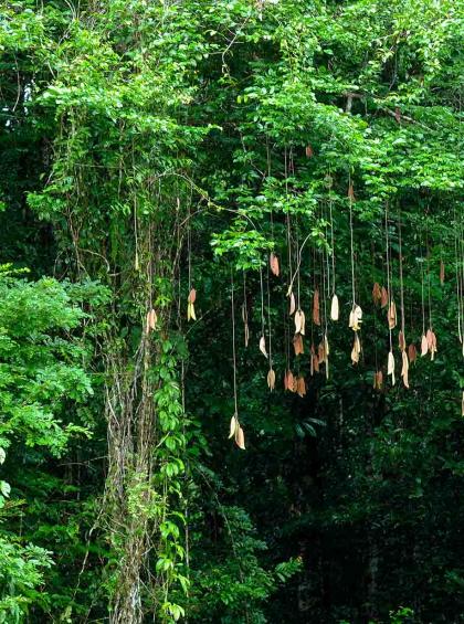 La Guyane, destination la plus exotique de l'automne