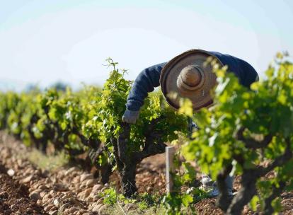 Route des vins de Châteauneuf-du-Pape à la Provence : les meilleurs hôtels et adresses