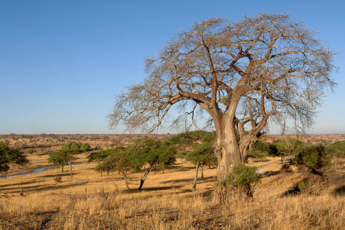 Safari dans la réserve de Tarangire lors d'un itinéraire en Tanzanie de 2 semaines © Antoine Lorgnier