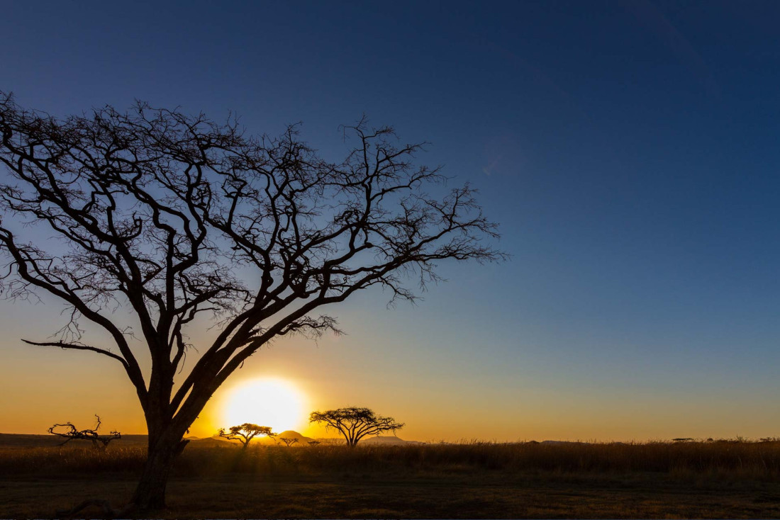 Un safari en plein coeur d'une réserve en Afrique