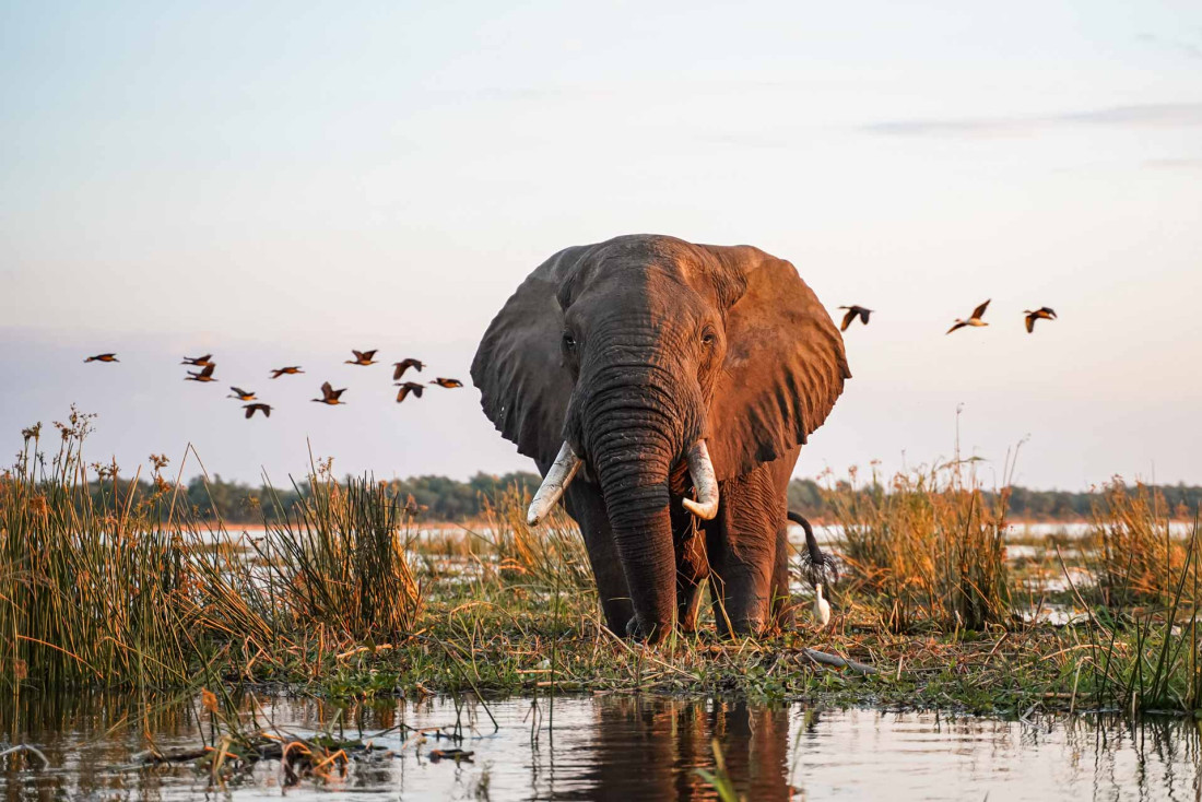 Notre itinéraire pour un safari en Zambie © Green Safaris 