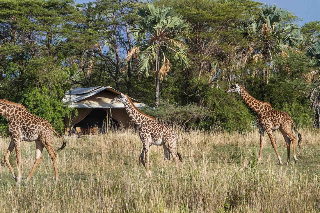 Chem Chem Lodge, l'un des plus beaux hôtels de Tanzanie