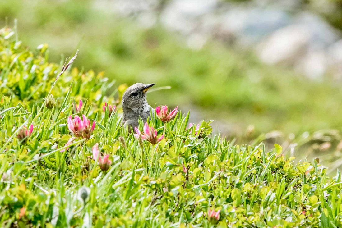 Saurez-vous reconnaître cet oiseau croisé au bord du chemin © Boris Molinier-