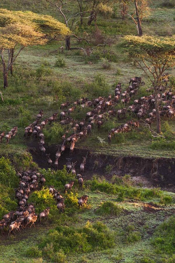 Mwiba Lodge © DR