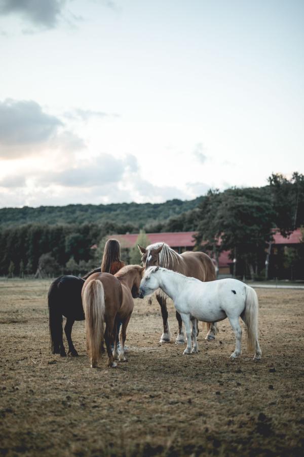 Le Barn © Studio Nomades