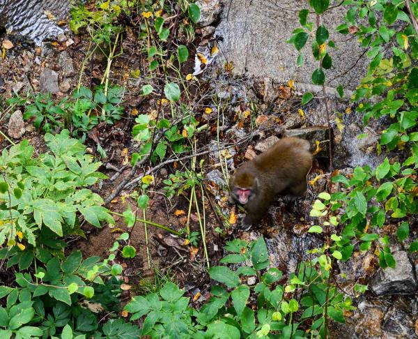 Tohoku accueille de nombreux animaux, dont des singes facilement observables en forêt. © Pierre Gunther