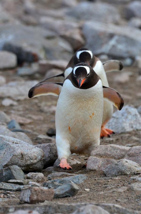 Notre Avis Sur La Croisière "Antarctique" à Bord De L’Exploris One