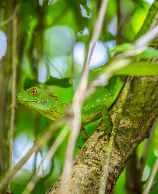 La riche faune du Costa Rica