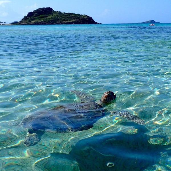 Une croisière dans les Caraïbes à Saint-Barthélémy © Catlante