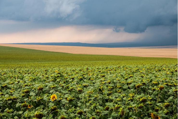 Delta du Danube, Roumanie